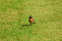 1793 Inveraray Castle, Garten, Rotkehlchen