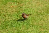 1794 Inveraray Castle, Garten, Rotkehlchen