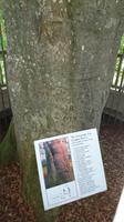 Autograph Tree im Coole Park