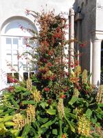 Jersey -  Privatgarten von Mrs. Lea 