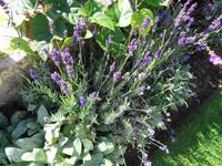 Jersey -  Privatgarten von Mrs. Lea 