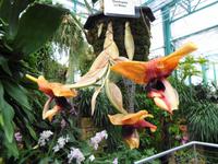 Jersey - Eric Young Orchid Foundation