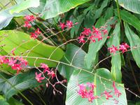 Jersey - Eric Young Orchid Foundation