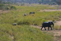 Krugerpark Grassteppe