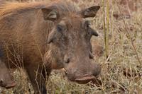 Warzenschwein
