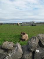 Aran Insel Inishmore 1