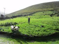 Brandon Sheep Farm