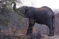 Timbavati Game Reserve - Safari - Elefant