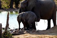 Timbavati Game Reserve - Safari - Elefant mit Baby