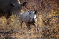 Timbavati Game Reserve - Safari - Breitmaulnashorn mit Baby