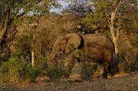 Timbavati Game Reserve - Safari - Elefant