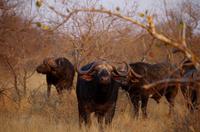 Timbavati Game Reserve - Safari - Büffel