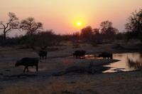 Timbavati Game Reserve - Safari - Büffel
