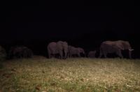 Simbavati River Lodge - Dinner mit Elefanten