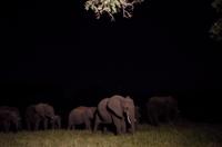 Simbavati River Lodge - Dinner mit Elefanten