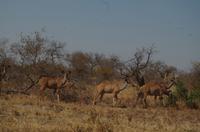 Timbavati Game Reserve - Safari - Kudu Damen