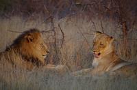 Timbavati Game Reserve - Safari - Löwen