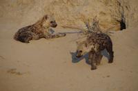 Timbavati Game Reserve - Safari - Tüpfelhyänen 