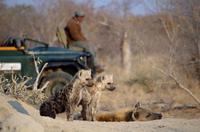 Timbavati Game Reserve - Safari - Tüpfelhyänen Familie