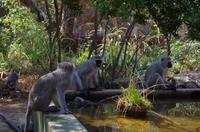 Panoramaroute - Velvet Monkeys