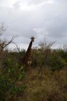 khaya Game Reserve - Safari - Giraffe