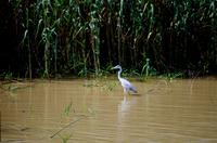 St. Lucia - Bootstour - Graureiher