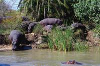 St. Lucia - Bootstour - Hippos, Hippos, Hippos