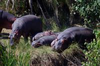 St. Lucia - Bootstour - Hippos, Hippos, Hippos