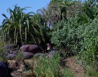 St. Lucia - Bootstour - Hippos, Hippos, Hippos