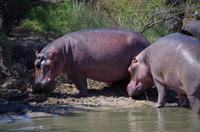 St. Lucia - Bootstour - Hippos, Hippos, Hippos