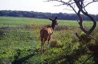 St. Lucia - ISimangaliso Nationalpark - Kudu