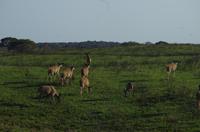 St. Lucia - ISimangaliso Nationalpark