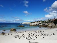 Pinguin-Kolonie am Boulders Beach