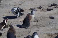 Pinguin-Kolonie am Boulders Beach