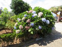 33-Blumen in Santana