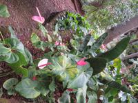 79-Botanischer Garten Funchal6