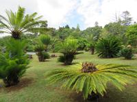 96-kleine Palmen im Botanischen Garten