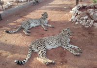 Die zahmen Geparde verlieren nichts an ihrer eleganten Wildheit