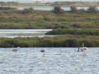 Capoterra - Flamingos in Lagune 