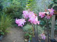 Insel Sark - Garten La Seigneurie 