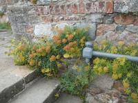 Insel Jersey - Elizabeth Castle