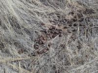 Wir lesen unsere ersten Tierspuren