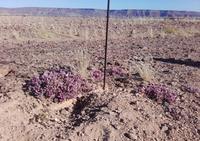 Schön auf der richtigen Zaunseite bleiben, oder möchte sich jemand im Canyon verstecken?
