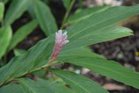 87 Botanischer Garten in Victoria