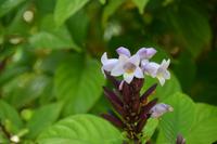 101 Botanischer Garten in Victoria