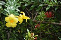 113 Botanischer Garten in Victoria