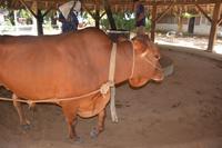 160 traditionell mit dem Ochsen