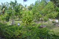 192 Medizinischer Garten