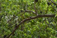 488 Spaziergang auf Cousin