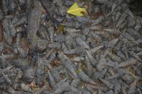 543 Spaziergang auf Curieuse